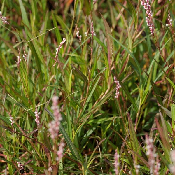 Persicaria decipiens Habitat