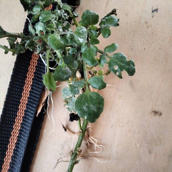 Nasturtium officinale Blad