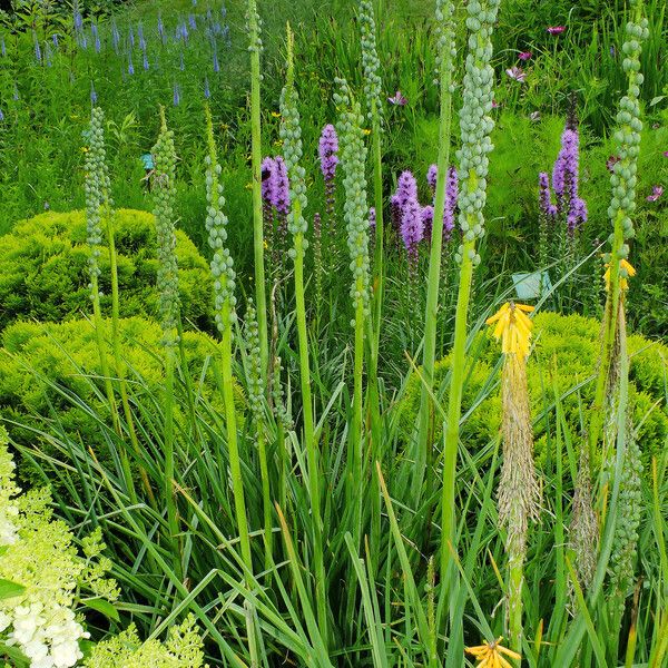 Kniphofia uvaria Habit