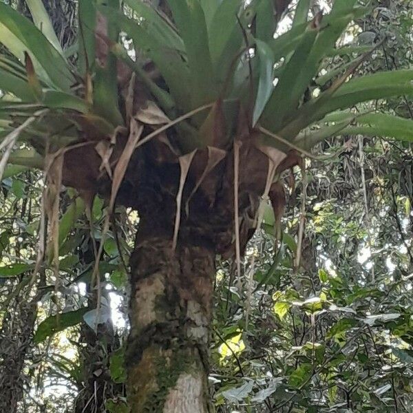 Tillandsia complanata 葉