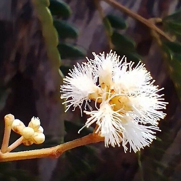 Senegalia polyphylla Virág