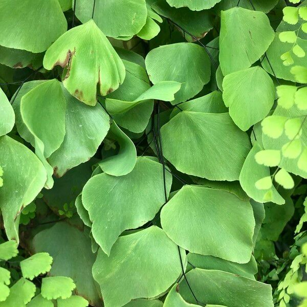 Adiantum peruvianum Leaf