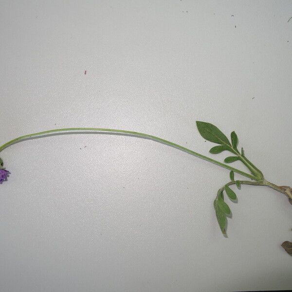 Knautia subscaposa