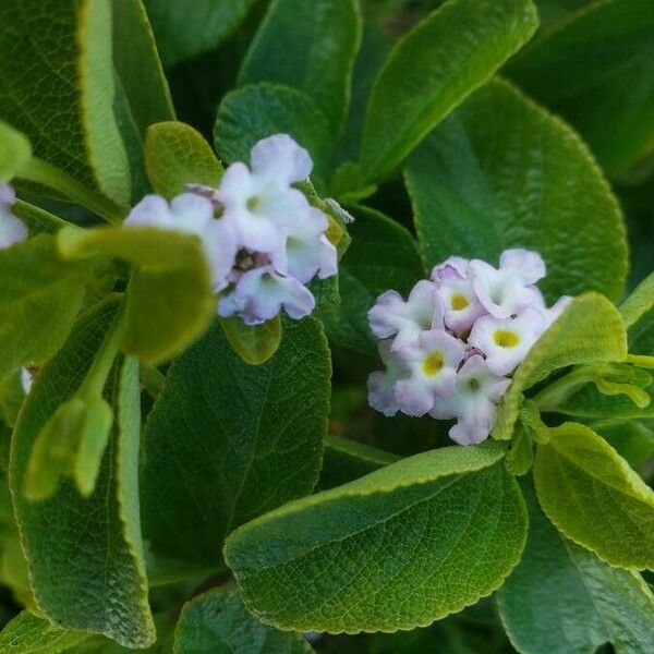 Lantana involucrata Kvet