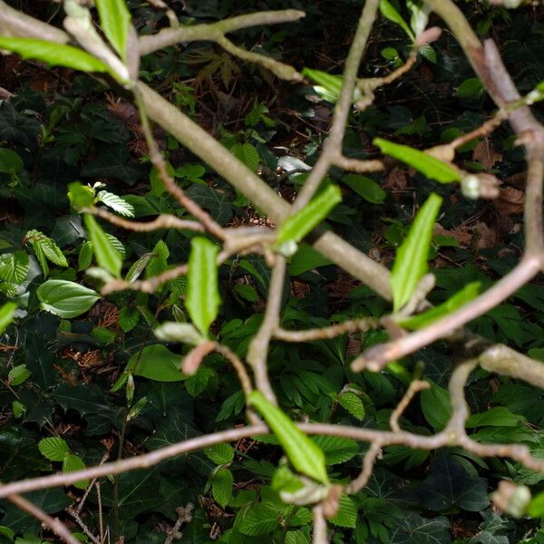 Magnolia stellata Лист