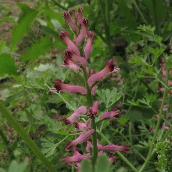 Fumaria officinalis Fleur