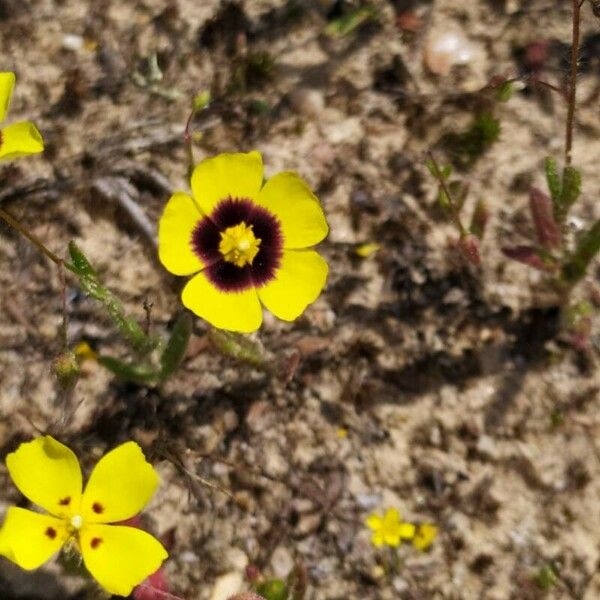 Tuberaria guttata Flower