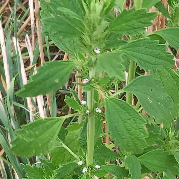 Chaiturus marrubiastrum ഇല