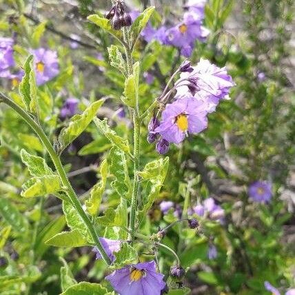 Solanum umbelliferum Květ