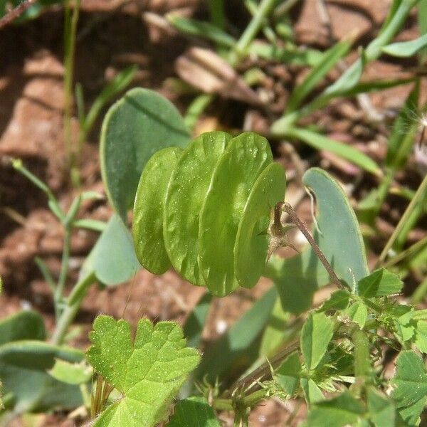 Medicago orbicularis Fruit