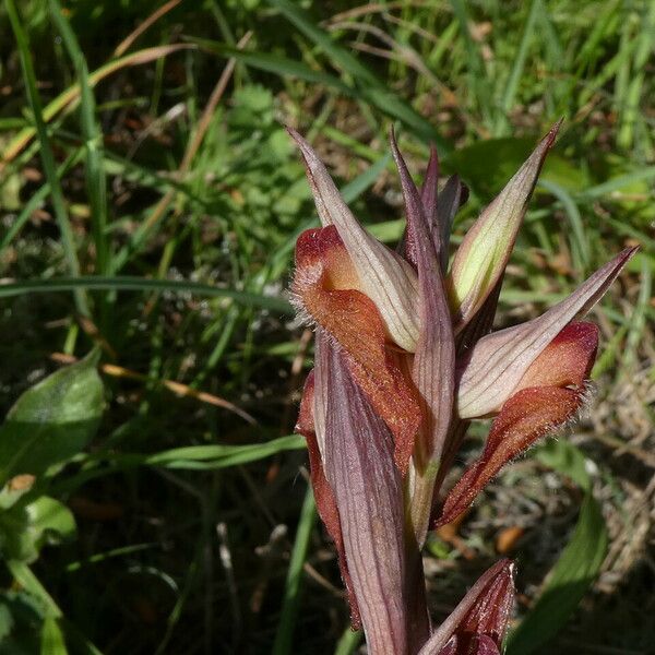 Serapias vomeracea Bloem