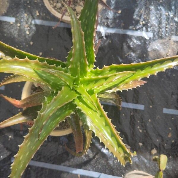 Aloe dorotheae Blatt