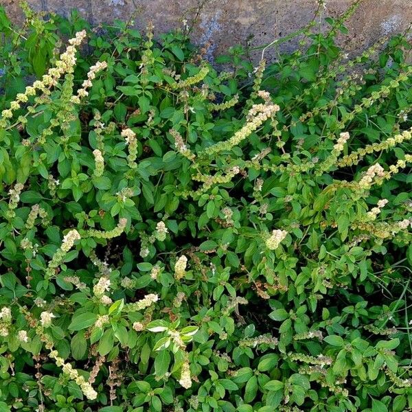 Ocimum americanum 叶