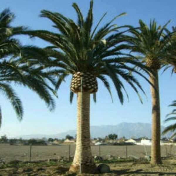 Phoenix canariensis Blatt