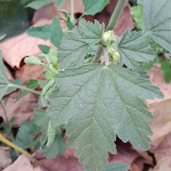 Malva thuringiaca Hoja