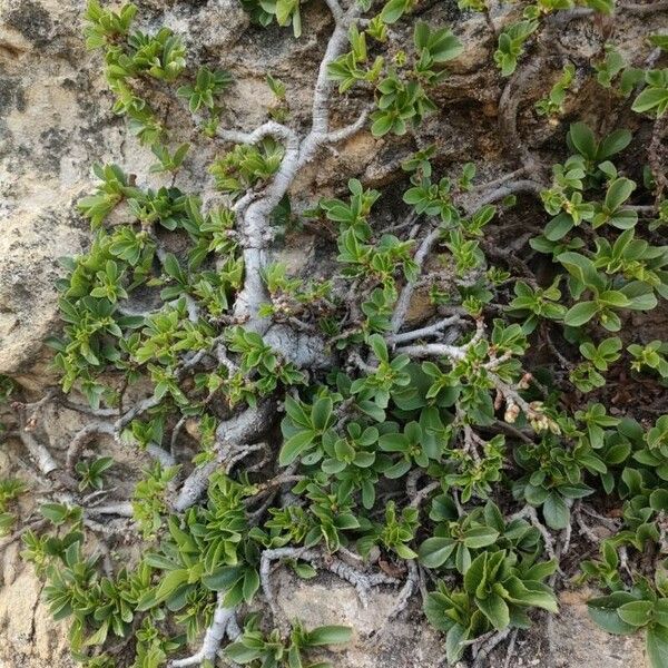 Rhamnus pumila Leaf