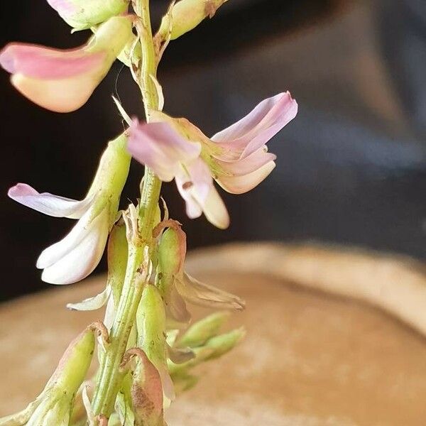 Astragalus atropilosulus Virág