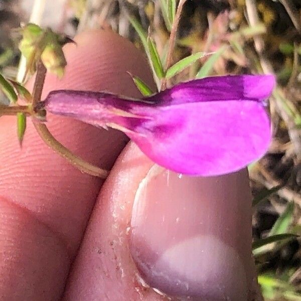 Vicia peregrina Цветок