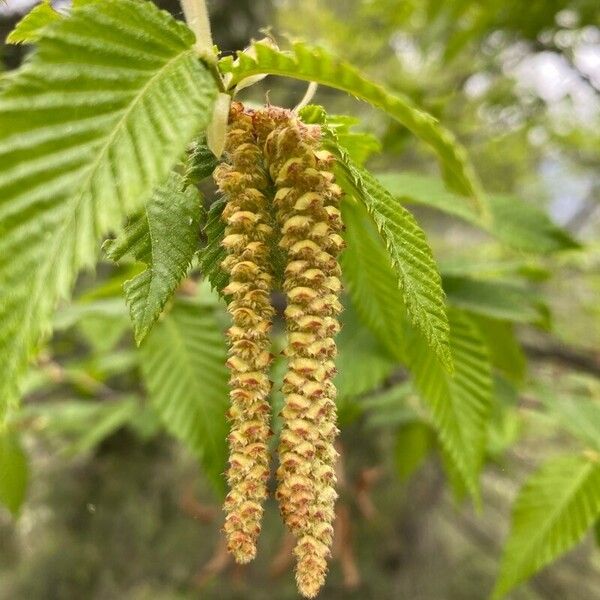 Ostrya carpinifolia Flower