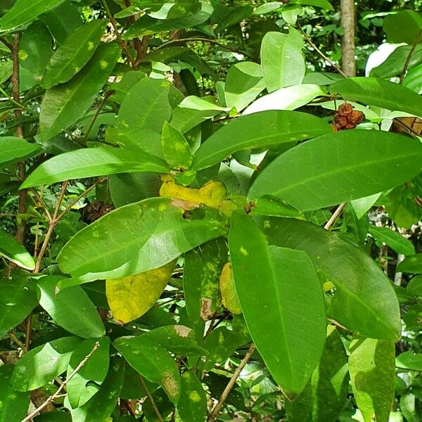 Syzygium polyanthum Лист