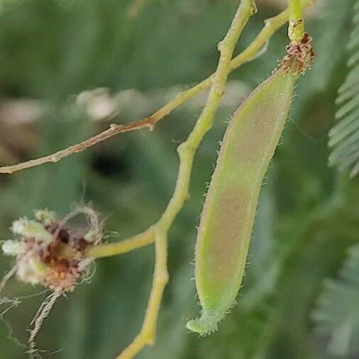 Acacia decurrens Hedelmä