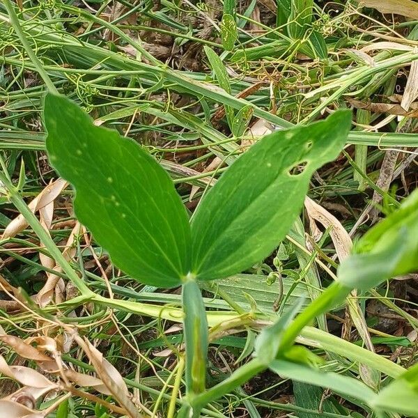 Lathyrus latifolius Liść