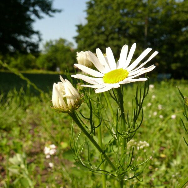 Leucanthemum vulgare Celota