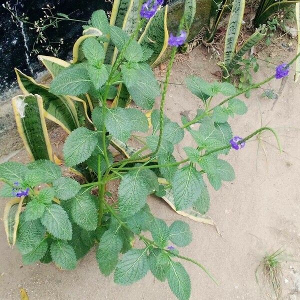 Stachytarpheta indica পাতা