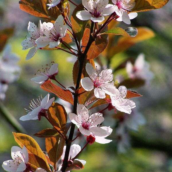 Prunus cerasifera 花