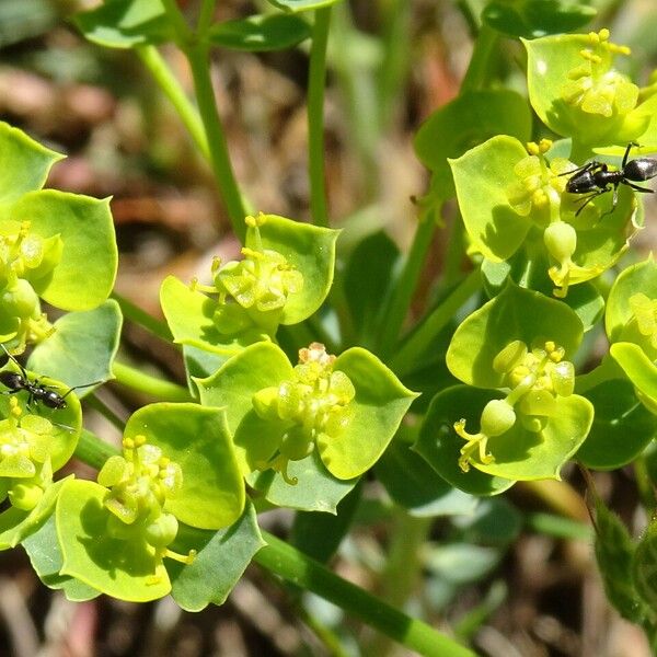 Euphorbia seguieriana Květ