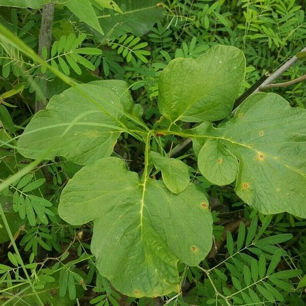 Tacca leontopetaloides Folla