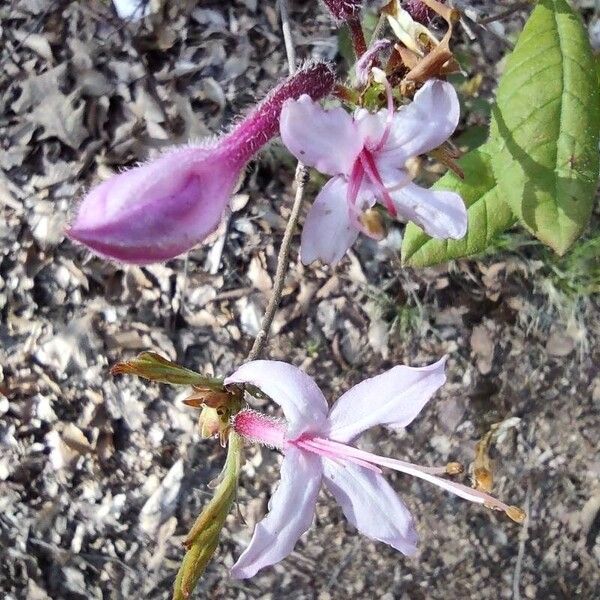 Rhododendron periclymenoides Bloem