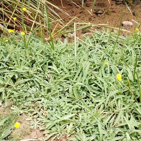 Sonchus maritimus 花