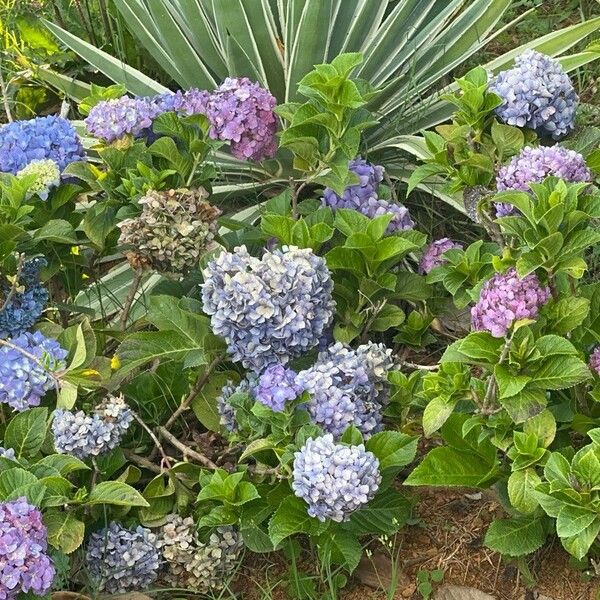 Hydrangea spp. Fiore