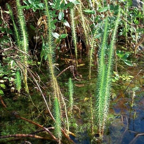 Hippuris vulgaris Pokrój