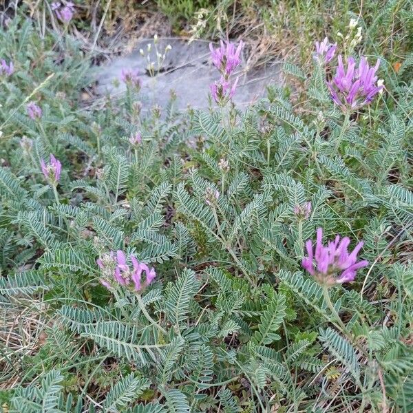 Astragalus onobrychis Кветка