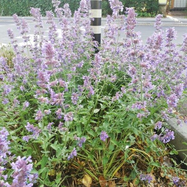 Nepeta × faassenii Habitus