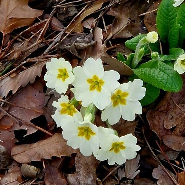 Primula vulgaris Cvet