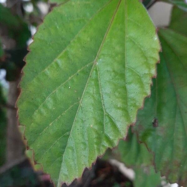 Hibiscus rosa-sinensis Leaf