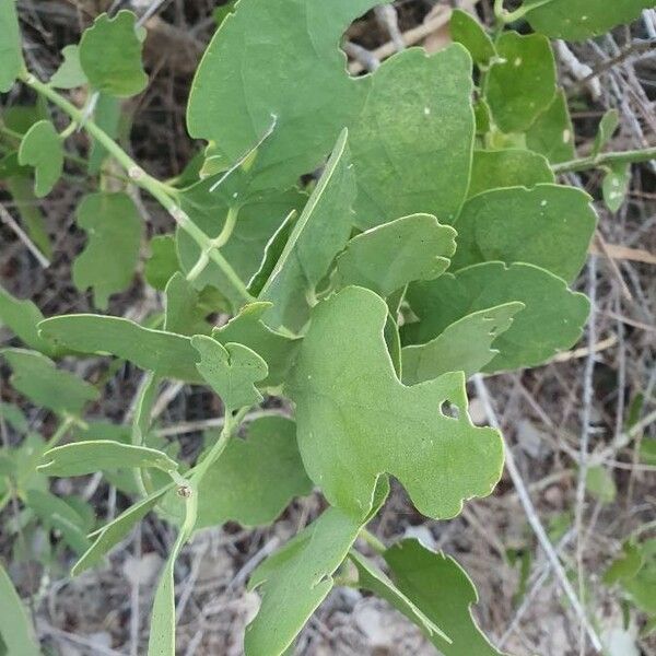 Salvadora persica Blatt