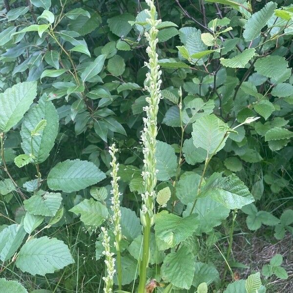 Platanthera aquilonis Fiore