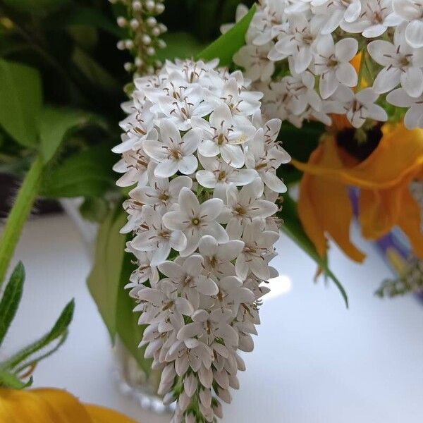 Lysimachia clethroides Flower