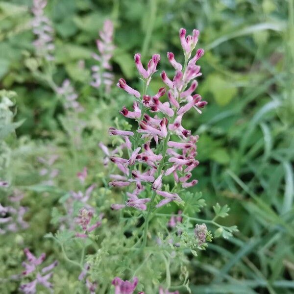 Fumaria officinalis Flower