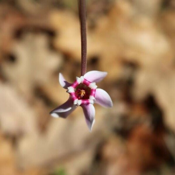 Cyclamen hederifolium Kwiat