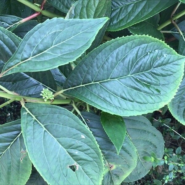 Dichroa febrifuga Leaf