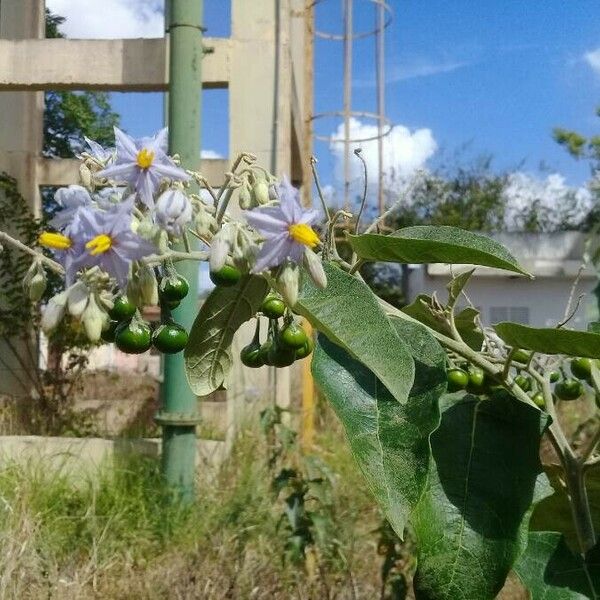 Solanum torvum फूल