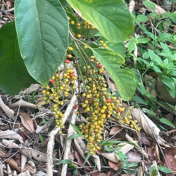 Citharexylum spinosum Fruit