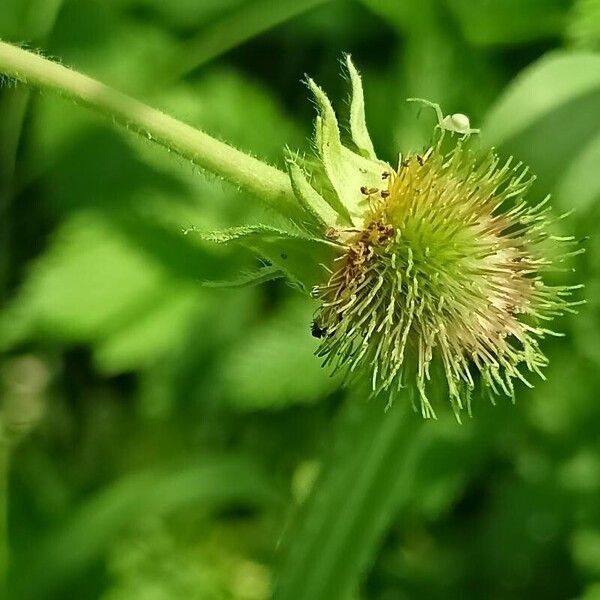 Geum aleppicum Fruit