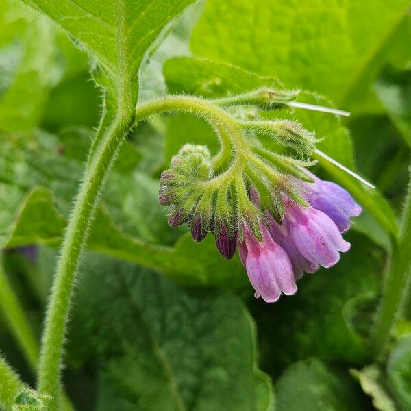 Symphytum asperum Цветок