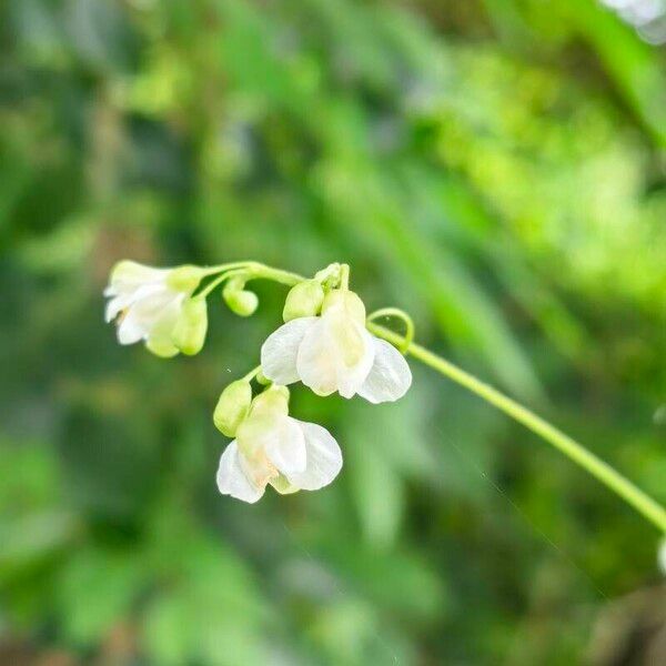 Cardiospermum grandiflorum Flower